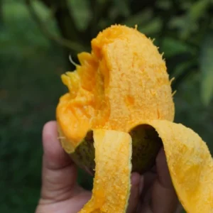 Ripe-Gouramati-mango-পাকা-গৌড়মতি-আম